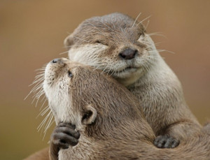 otters love